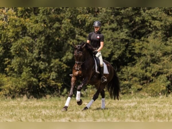 Friesian Cross Gelding for Sale USA