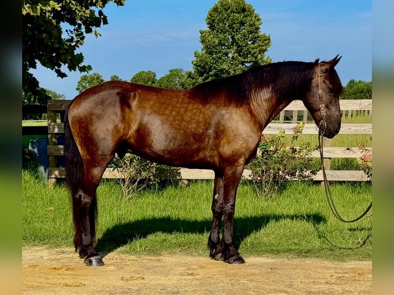 🐎 Friesian Gelding for Sale USA