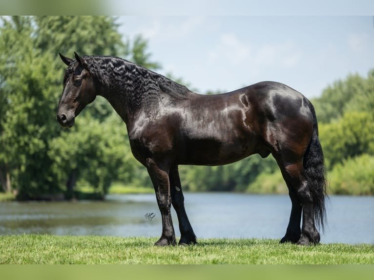 🐎 Friesian Sport Horse for Sale USA