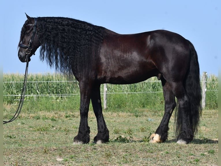 Friesian Sport Horse for Sale USA