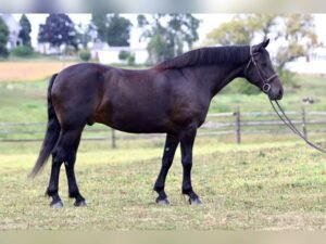 Friesian Cross Gelding for Sale USA