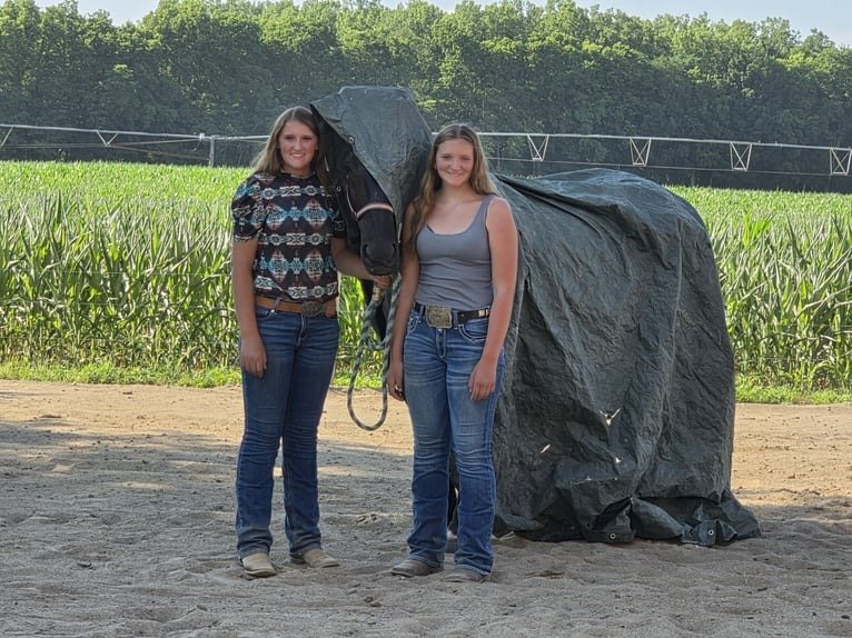 Friesian Cross Mare for Sale USA