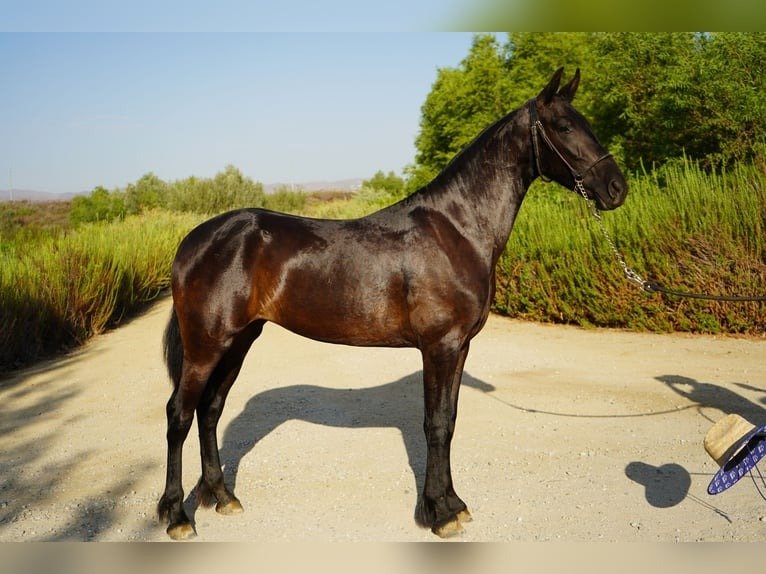 warlander mare for sale usa