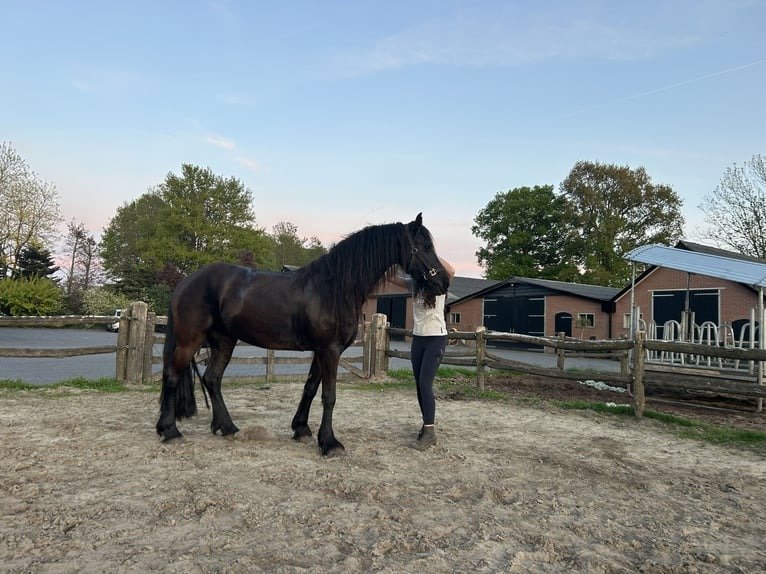 Friesian Mare for Sale EU