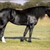Friesian Sporthorse Gelding for Sale USA Friesian Sporthorse Gelding for Sale USA