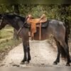 π Friesian Mare for Sale USA π Friesian Mare for Sale USA
