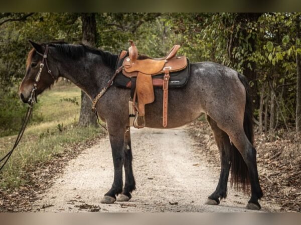 π Friesian Mare for Sale USA π Friesian Mare for Sale USA