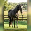 🐎 Friesian Mare for Sale USA