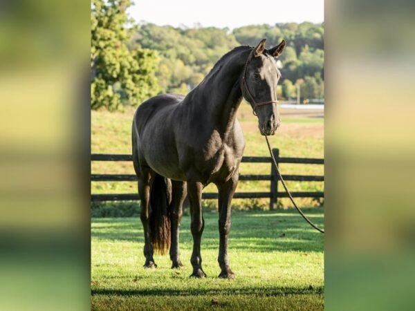 🐎 Friesian Mare for Sale USA