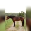 🐎 Friesian Mare for Sale USA 🐎 Friesian Mare for Sale USA