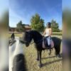 🐎 Friesian Stallion for Sale EU