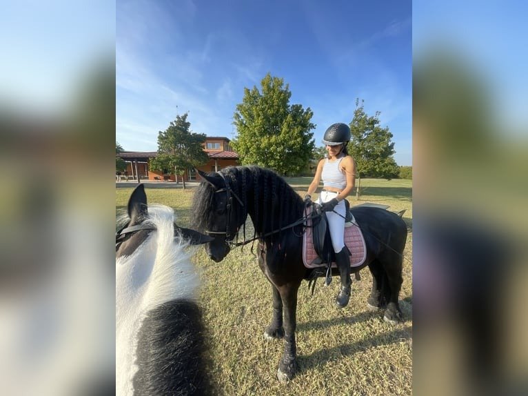 🐎 Friesian Stallion for Sale EU