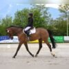Hanoverian Warmblood Gelding for Sale Germany