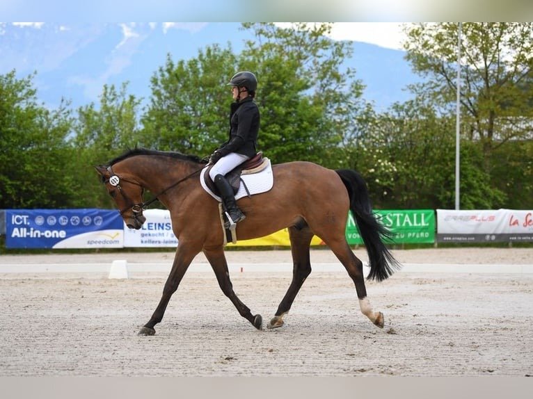 Hanoverian Warmblood Gelding for Sale Germany