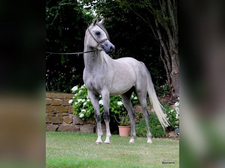 Arabian Gelding for Sale Germany
