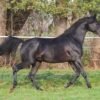 Arabian Gelding for Sale Germany Arabian Gelding for Sale Germany