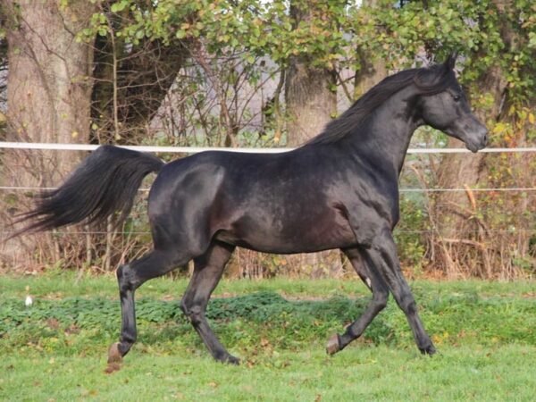 Arabian Gelding for Sale Germany Arabian Gelding for Sale Germany