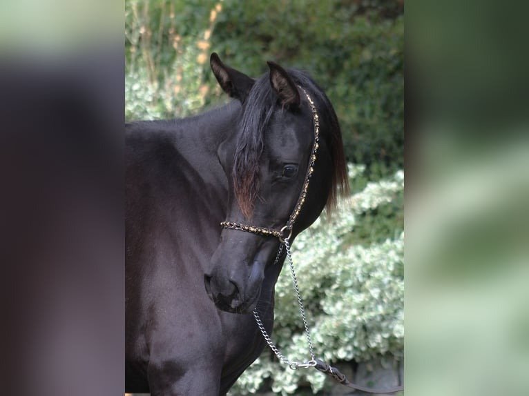 🐎 Arabian Mare for Sale Poland