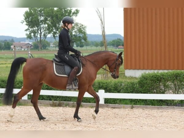 Arabian Mare for Sale Germany