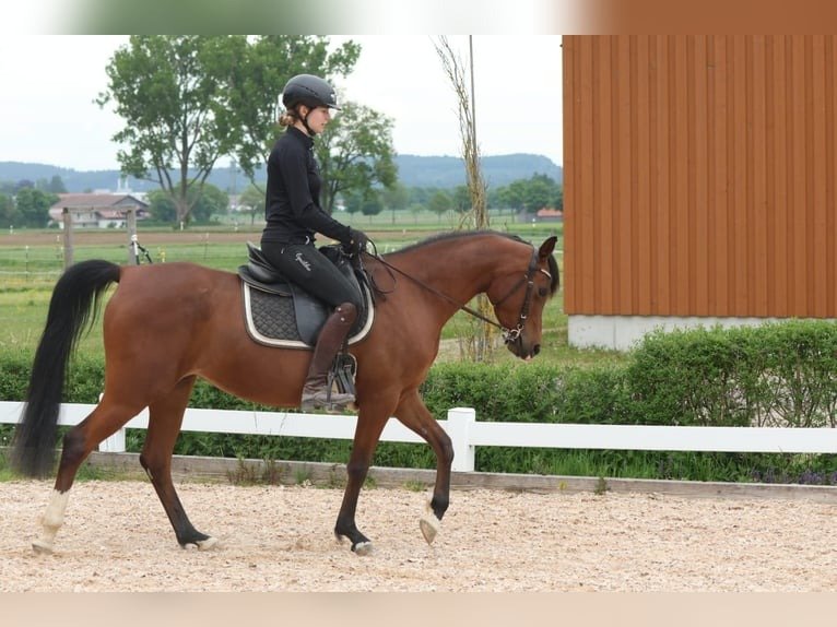 Arabian Mare for Sale Germany