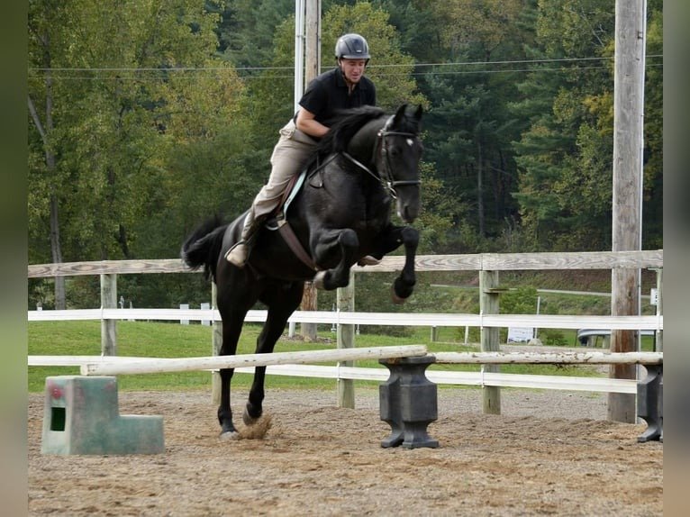 Friesian Friesian Gelding for Sale USAGelding for Sale USA