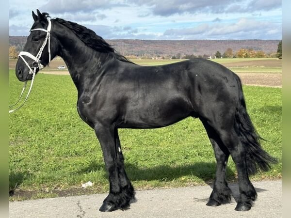 Friesian Gelding for Sale EU