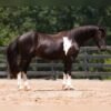 warlander mare for sale usa
