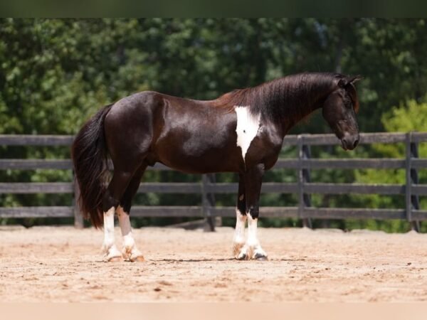 warlander mare for sale usa
