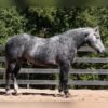 🐎 Friesian Gelding for Sale USA