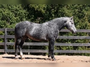 🐎 Friesian Gelding for Sale USA
