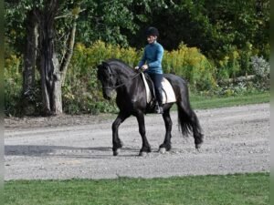 🐎 Friesian Gelding for Sale USA