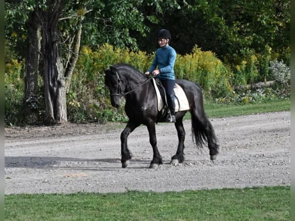🐎 Friesian Gelding for Sale USA