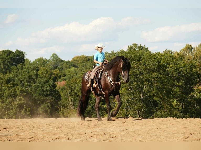 Friesian Cross Gelding for Sale USA