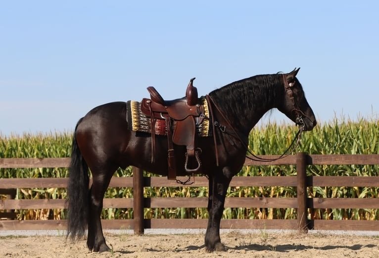 🐎 Friesian Gelding for Sale USA