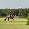 🐎 Friesian Gelding for Sale USA