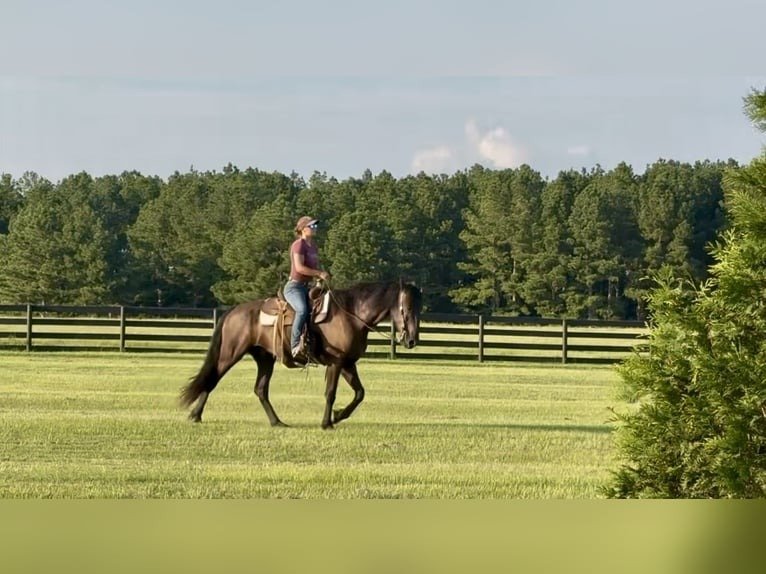 🐎 Friesian Gelding for Sale USA