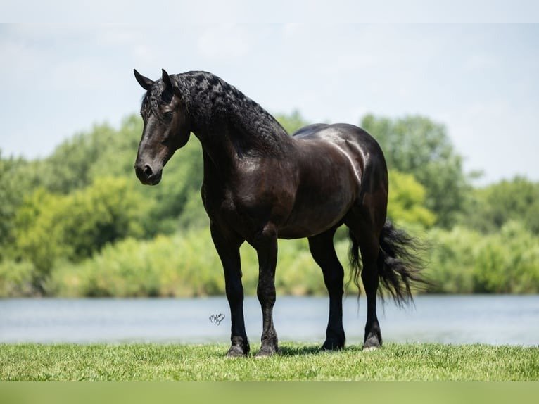 🐎 Friesian Sport Horse for Sale USA