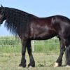 Friesian Sport Horse for Sale USA