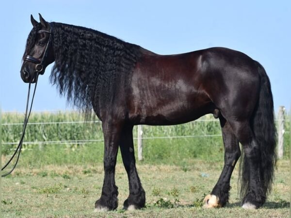 Friesian Sport Horse for Sale USA