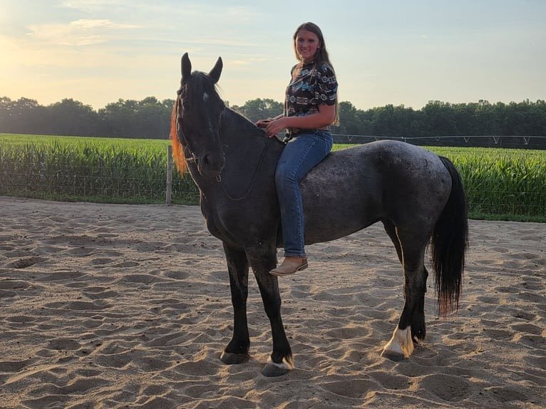 Friesian Cross Mare for Sale USA