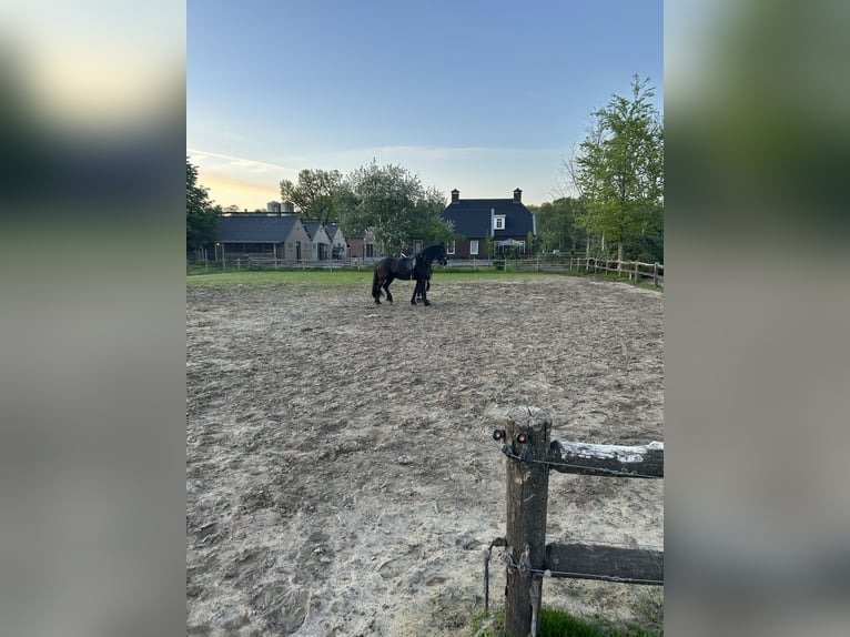 Friesian Mare for Sale EU