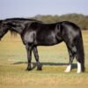 Friesian Sporthorse Gelding for Sale USA Friesian Sporthorse Gelding for Sale USA