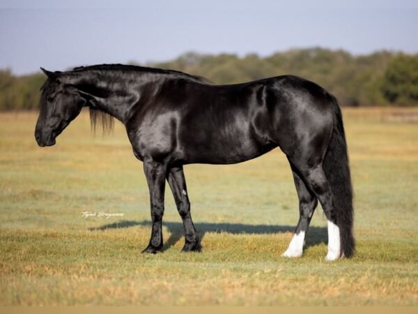 Friesian Sporthorse Gelding for Sale USA Friesian Sporthorse Gelding for Sale USA