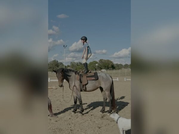 π Friesian Mare for Sale USA π Friesian Mare for Sale USA