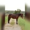 🐎 Friesian Mare for Sale USA 🐎 Friesian Mare for Sale USA