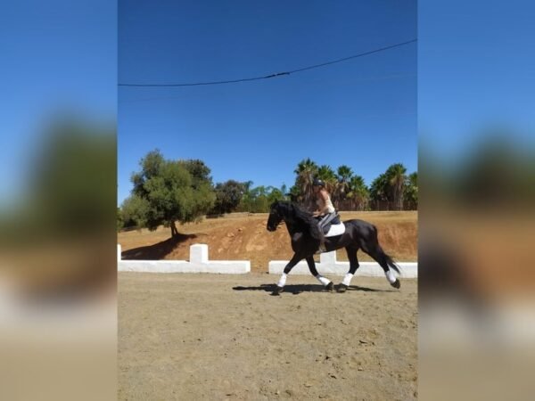 🐎 Friesian Stallion for Sale EU