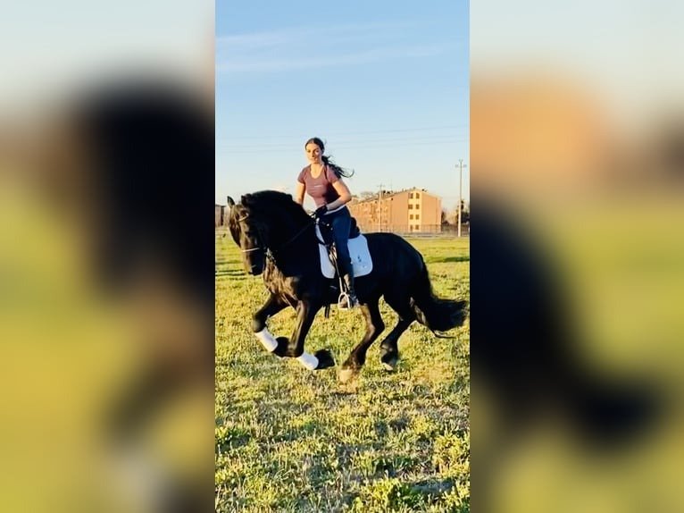 🐎 Friesian Stallion for Sale EU