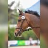 Hanoverian Warmblood Gelding for Sale Germany
