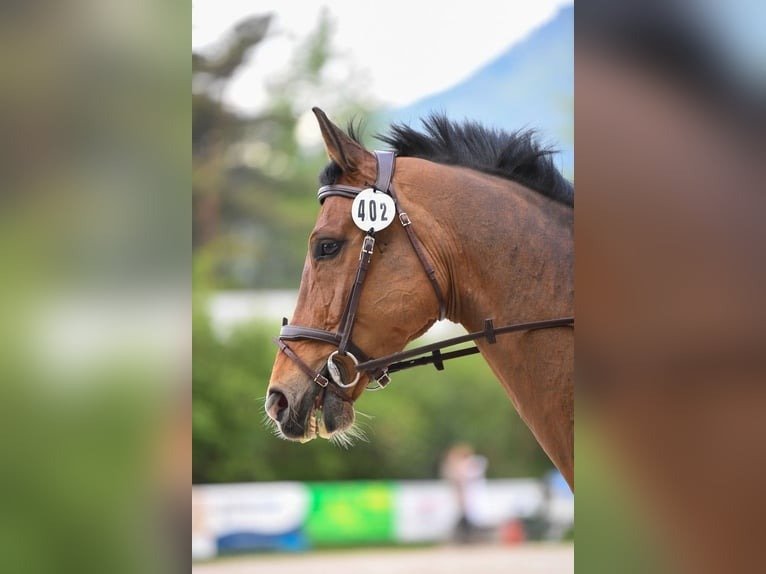 Hanoverian Warmblood Gelding for Sale Germany