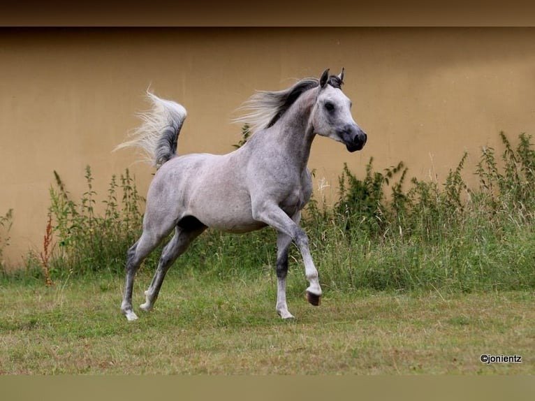 Arabian Gelding for Sale Germany